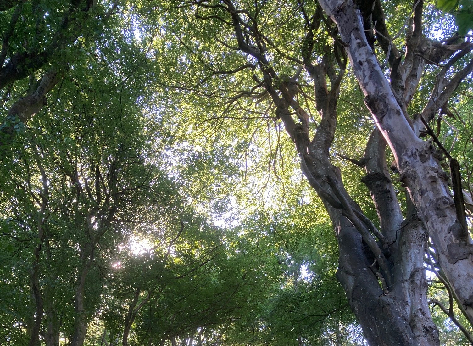 Picture showing sunlight through trees